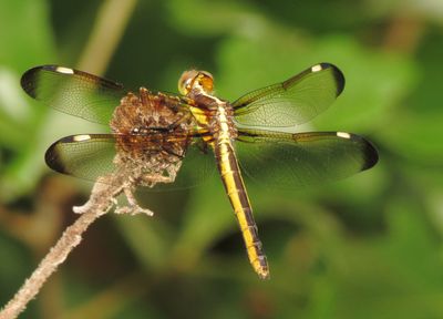 Spangled Skimmer