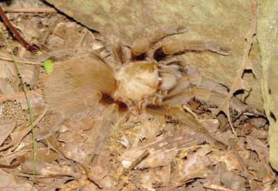 Texas Brown Tarantula