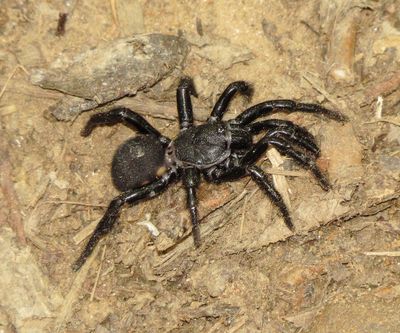 Genus Ummidia