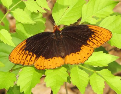 Diana Fritillary
