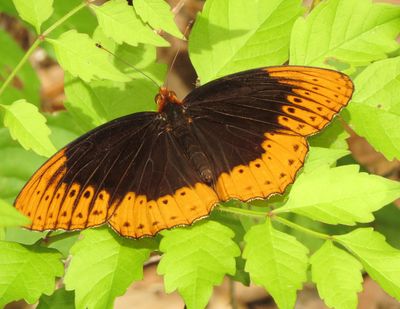 Diana Fritillary