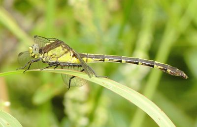 Black-Shouldered Spinyleg
