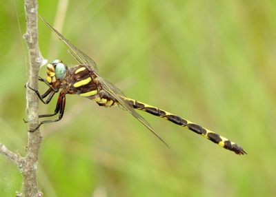 Arrowhead Spiketail