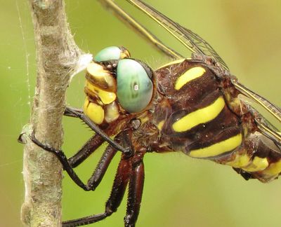 Arrowhead Spiketail