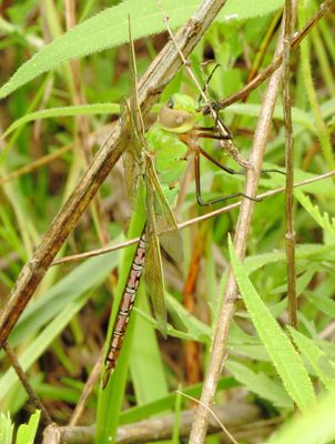 Common Green Darner