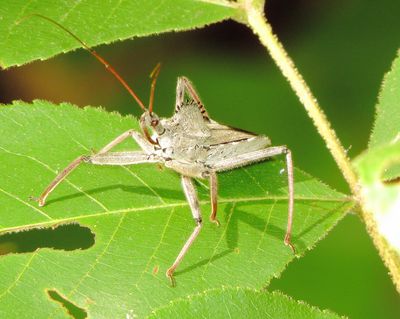North American Wheel Bug