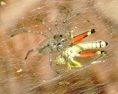 Genus Agelenopsis