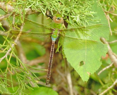 Common Green Darner