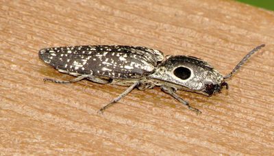 Eastern Eyed Click Beetle