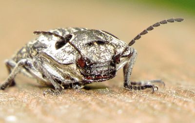 Eastern Eyed Click Beetle