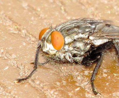 Family Sarcophagidae
