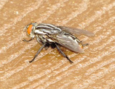 Family Sarcophagidae