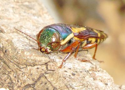 Red-Legged Buprestis Beetle