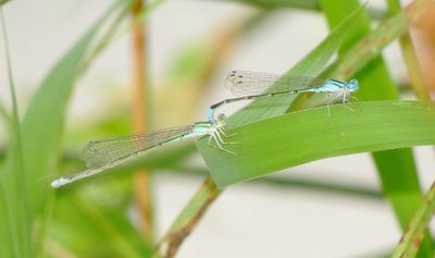 Slender Bluet