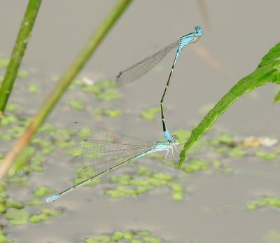 Slender Bluet