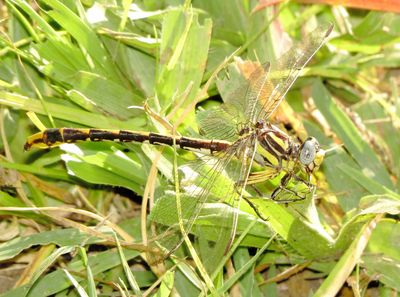 Sulphur-Tipped Clubtail