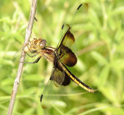 Widow Skimmer