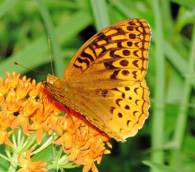 Great Spangled Fritillary