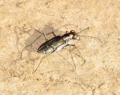 Punctured Tiger Beetle