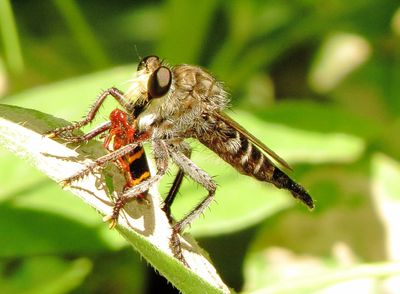 Genus Promachus