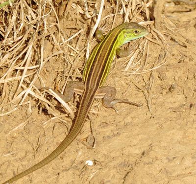 Prairie Racerunner