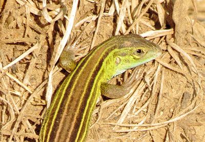 Prairie Racerunner
