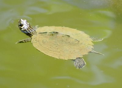 False Map Turtle
