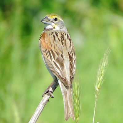 Dickcissel