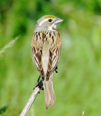 Dickcissel
