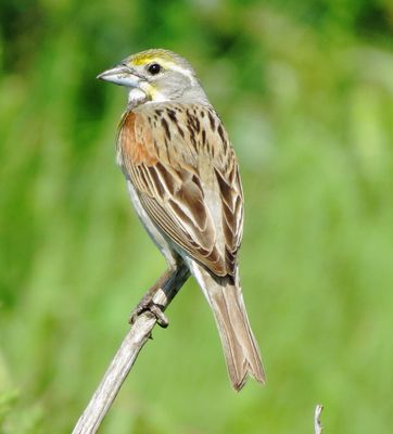 Dickcissel