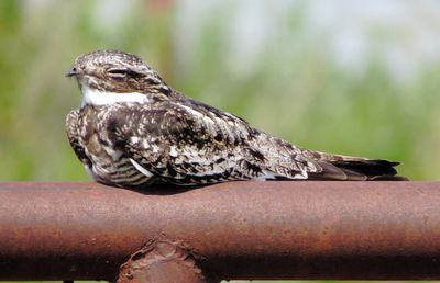 Common Nighthawk
