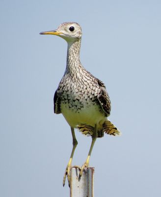 Upland Sandpiper