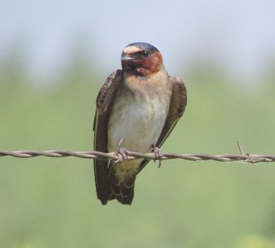 Cliff Swallow