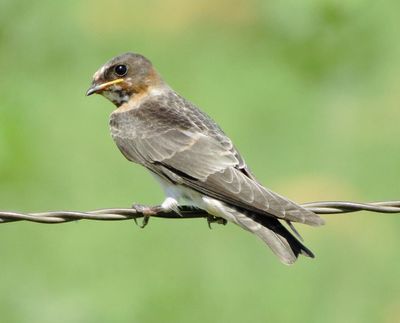 Cliff Swallow