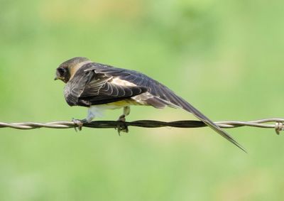 Cliff Swallow