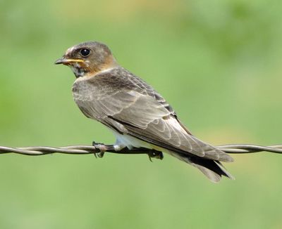 Cliff Swallow