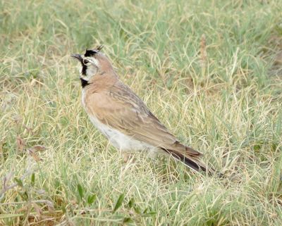 Horned Lark