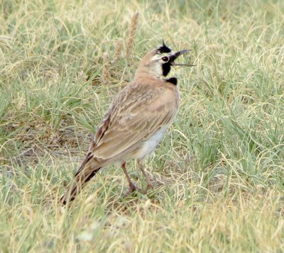 Horned Lark