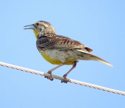 Western Meadowlark
