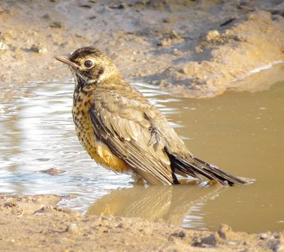 American Robin