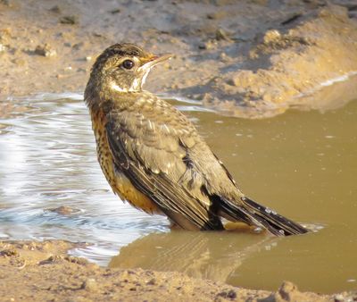 American Robin