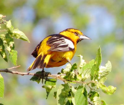 Bullock's Oriole