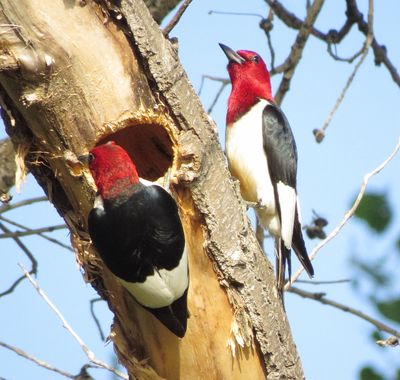Red-Headed Woodpecker