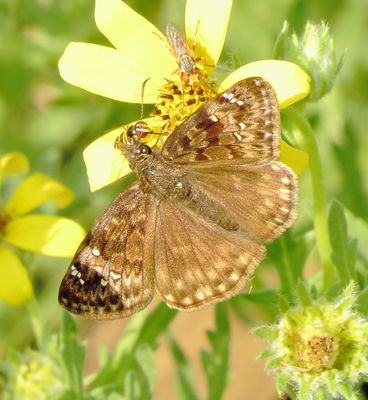Duskywing Species
