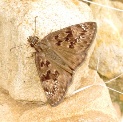 Horace's Duskywing
