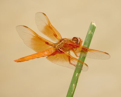 Flame Skimmer