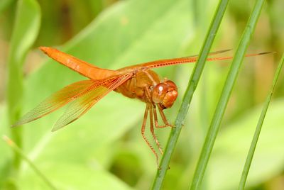 Flame Skimmer