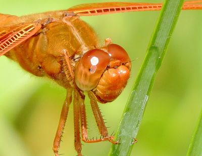 Flame Skimmer