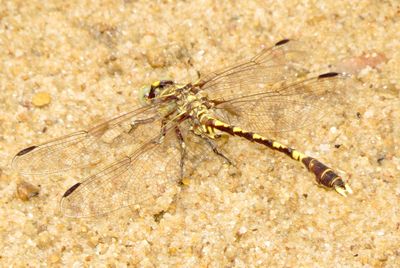Common Sanddragon