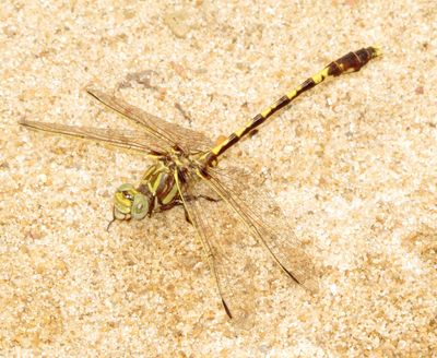 Common Sanddragon